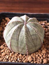Euphorbia obesa own usato  Valdastico