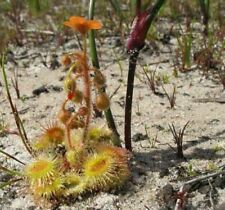 Drosera glanduligera semi usato  Reggio Calabria