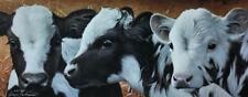 Jerry gadamus cows for sale  Annandale