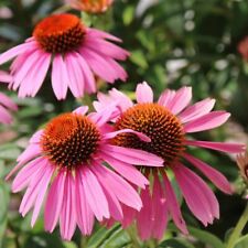 200 seeds coneflower for sale  READING