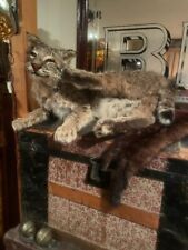 taxidermy cat for sale  Jackson