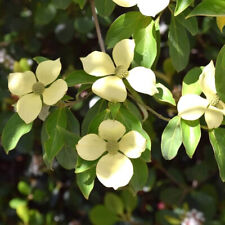 Cornus capitata cornouiller d'occasion  Pouzauges