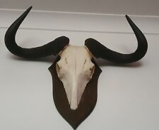 Bull buffalo bison for sale  MANSFIELD
