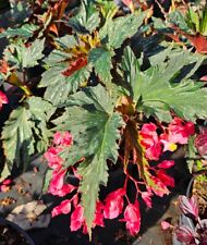 angel begonias wing for sale  Homestead