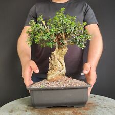 Pre bonsai olivastro usato  San Pancrazio Salentino