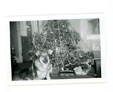 Perro posando frente al árbol de Navidad. foto de animal encontrado instantánea vintage segunda mano  Embacar hacia Mexico