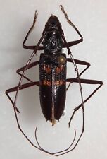 Cerambycidae phoracantha speci for sale  Depauw