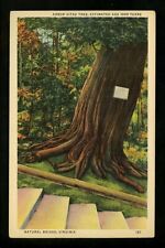 Tree postcard arbor for sale  Trenton