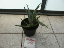 Aloe vera pflanze gebraucht kaufen  GÖ-Grone