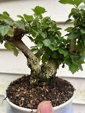 Latana shohin bonsai for sale  Silver Spring