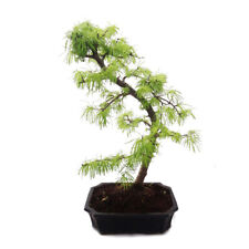 Utdoor bonsai pseudolarix gebraucht kaufen  Zweibrücken