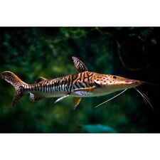 Tiger shovelnose catfish for sale  GLASGOW