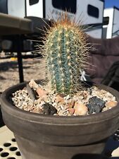 Pilosocereus Braunii Cactus Seeds x20, used for sale  Shipping to South Africa