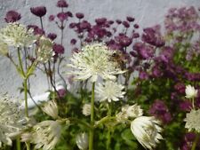 Astrantia shaggy 25 for sale  Ireland