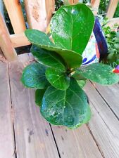Dwarf fiddle leaf for sale  Roberta