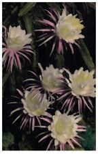 Night Blooming Cereus In Florida Flowers Postcard, used for sale  Shipping to South Africa