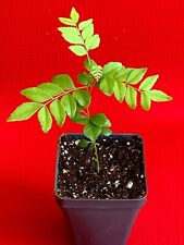 Curry leaf leaves for sale  Murfreesboro