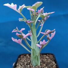 Senecio articulatus variegata for sale  Shipping to Ireland