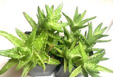 Aloe juvenna 2.5 for sale  Puyallup