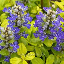Ajuga cordial canary for sale  Winter