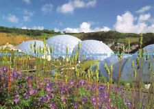 D102931 Heuchera cylindrica Greenfinch and Geranium Johnsons Blue. A view from V for sale  Shipping to South Africa