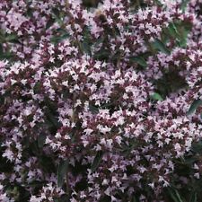 Marjoram herb 500 for sale  PEEBLES