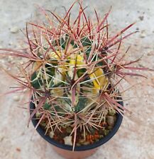 Ferocactus coloratus Variegatus, Aztekium, Astrophytum, Uebelmania, Pelecyphora for sale  Shipping to South Africa