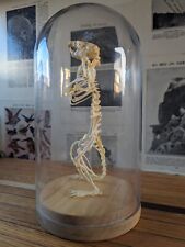 Rat skeleton glass for sale  LEYLAND