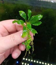 Bucephalandra spec. offshoot for sale  Shipping to Ireland
