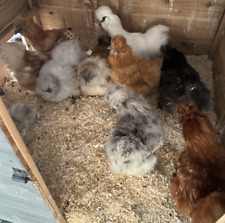 Mixed colour silkie for sale  LEE-ON-THE-SOLENT