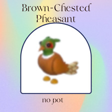Adopt brown chested gebraucht kaufen  Mayen