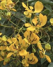 Cassia abbreviata long for sale  Shipping to United Kingdom