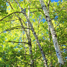 Betula papyrifera 100 for sale  GODALMING