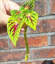Coleus space cake for sale  MANCHESTER