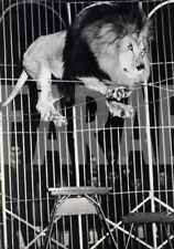Vintage circo leone usato  Roma