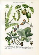 Botanical. walnut beech d'occasion  Saint-Cyprien