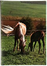 Pferde postkarte popp gebraucht kaufen  Langen