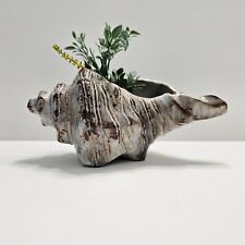 Nautical conch shell for sale  San Antonio