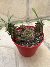 Euphorbia nivulia d'occasion  Livry-Gargan