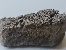 stromatolith gebraucht kaufen  Hamburg