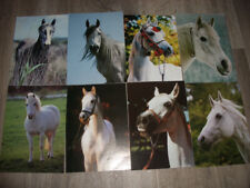 Postkarten pferd pferdekarten gebraucht kaufen  Kirchdorf