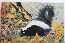 skunks for sale  Wilmington