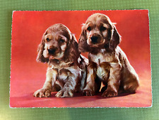 Postkarte hunde kleine gebraucht kaufen  Köln