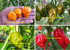 Ultimate trinidad scorpion for sale  Shipping to Ireland