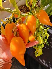 Tomatensamen stabtomate burati gebraucht kaufen  Ennepetal