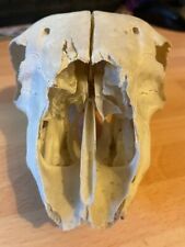 Sheep skull real for sale  IVER