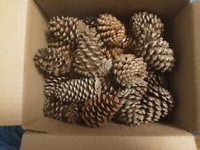 50 pine cones for sale  Jacksonville