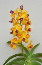 Orchid orchid vandachostylis for sale  Shipping to Ireland