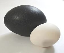 Emu egg blown for sale  La Mesa