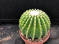 Echinocactus grusonii inermis usato  Massafra